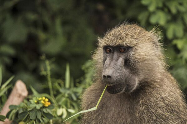 میمون های بامزه و خطرناک
باغ وحش
 تانزانیا - اسپوتنیک ایران  
