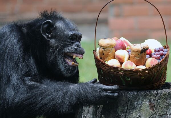 میمون های بامزه و خطرناک
باغ‌وحش ریودژانیرو
Yoko,at Rio de Janeiro - اسپوتنیک ایران  