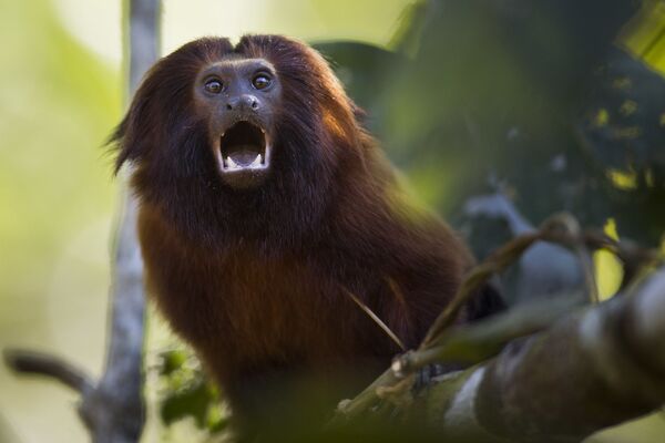میمون های بامزه و خطرناک
باغ وحش
برزیل - اسپوتنیک ایران  