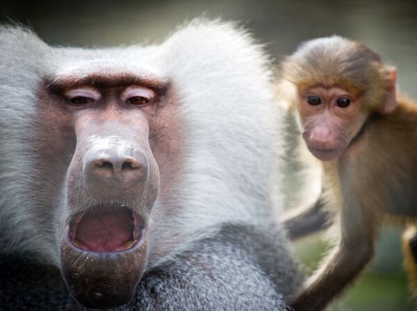 میمون های بامزه و خطرناک
باغ وحش
یالتا - اسپوتنیک ایران  