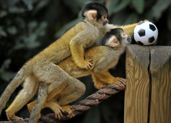 میمون های بامزه و خطرناک
باغ وحش
لندن - اسپوتنیک ایران  