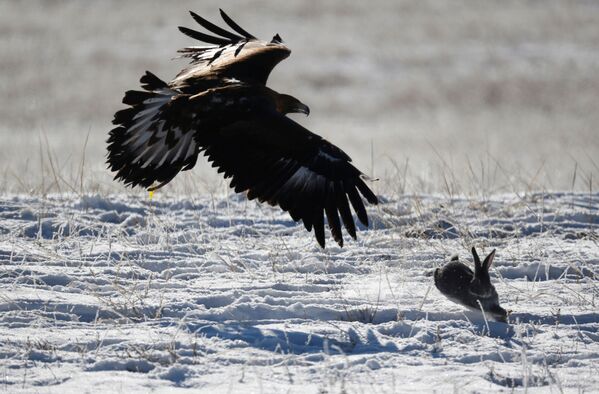 شکار با عقاب در قزاقستان - اسپوتنیک ایران  