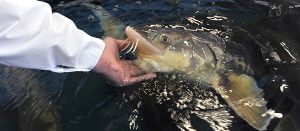 ماهی خاویاری ماهی خاویاری - اسپوتنیک ایران