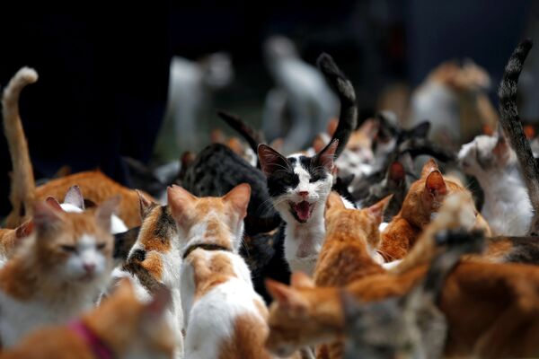گربه ها در هنگام ناهار در اندونزی - اسپوتنیک ایران  