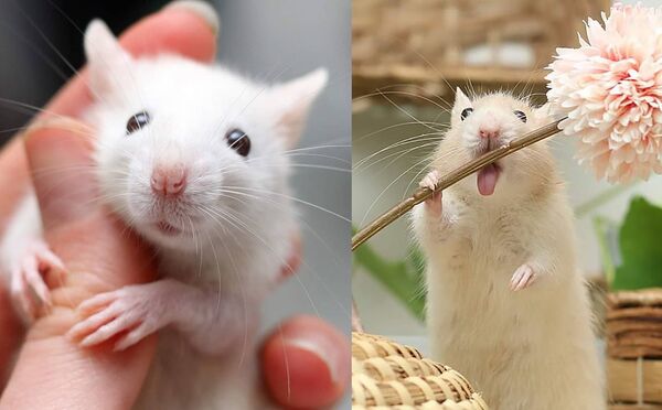 موش های بانمک از سراسر دنیا - اسپوتنیک ایران  