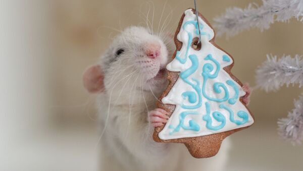هدیه کریسمس برای موش سفید - اسپوتنیک ایران  