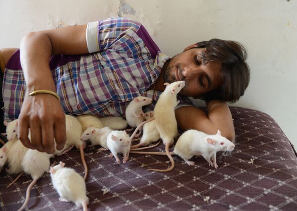 یک مرد هندی صاحب 50 موش - اسپوتنیک ایران  