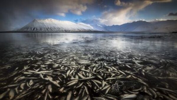 ماهی یخ زده در آبهای ایسلند - اسپوتنیک ایران  
