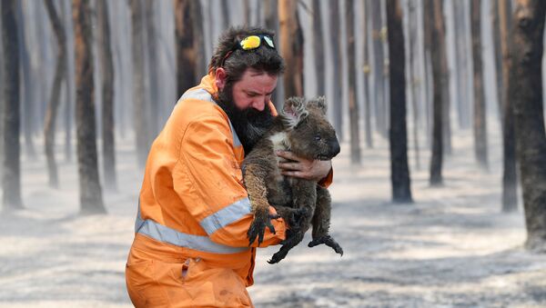 آتش نشان در حال نجات کوالا در استرالیا - اسپوتنیک ایران  