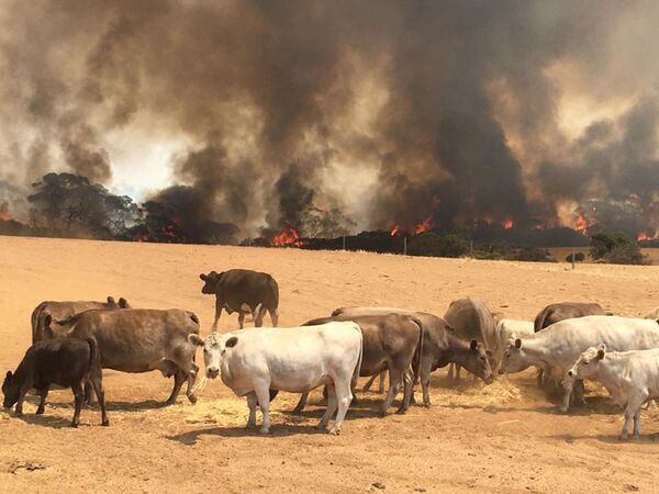 گله ای از گاوها در مراتع، هنگام آتش سوزی در استرالیا
 - اسپوتنیک ایران  