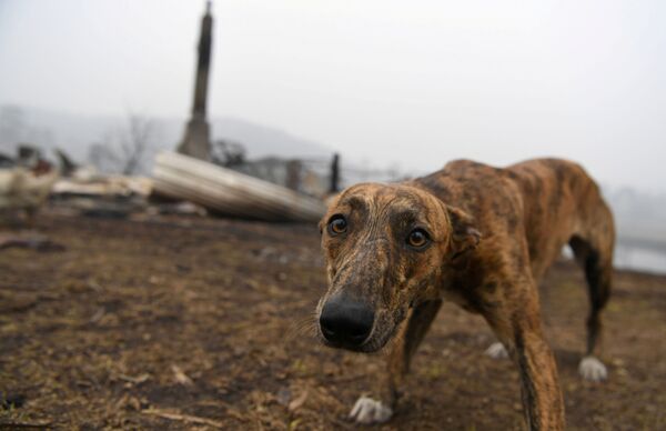 نمایی از یک سگ در کنار خانه ای که در آتش سوخته است - اسپوتنیک ایران  