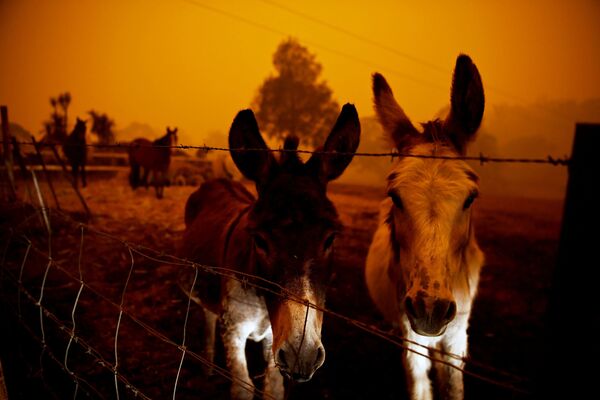حیوانات در هنگام آتش سوزی در استرالیا - اسپوتنیک ایران  