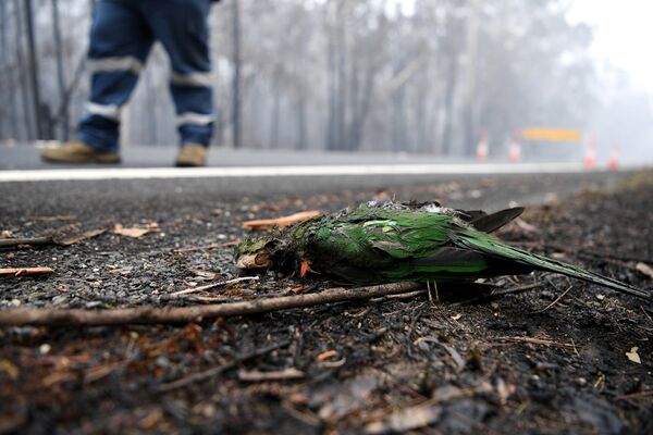 یک طوطی که بر اثر آتش سوزی در استرالیا جان خود را از دست داده - اسپوتنیک ایران  