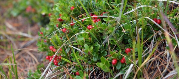 بهترین آبمیوه برای کاهش فشار خون بهترین آبمیوه برای کاهش فشار خون - اسپوتنیک ایران