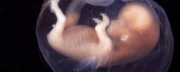 جنین انسانی جنین انسانی - اسپوتنیک ایران