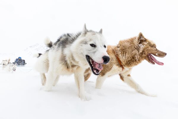 سگ‌های سورتمه، گرینلند شرقی - اسپوتنیک ایران  