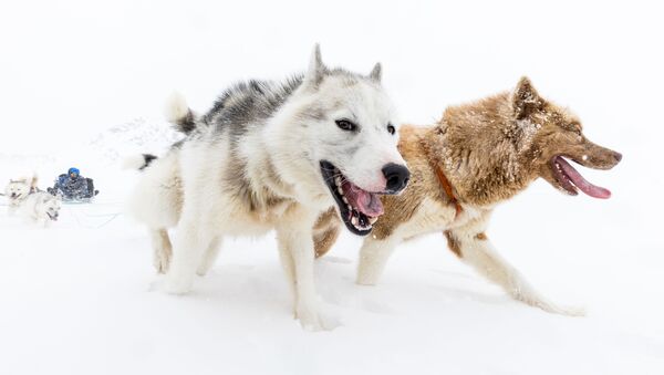 Восточно-гренландская экспедиция на собачьих упряжках с Пирхук - اسپوتنیک ایران  
