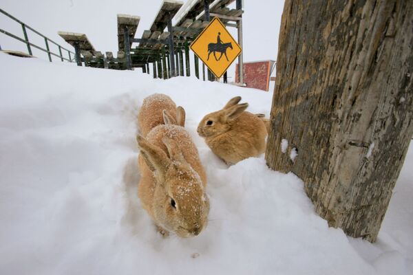 شیطنت خرگوش‌ها در برف، کلرادو - اسپوتنیک ایران  