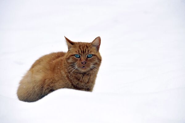 گربه در برف، فرانسه - اسپوتنیک ایران  