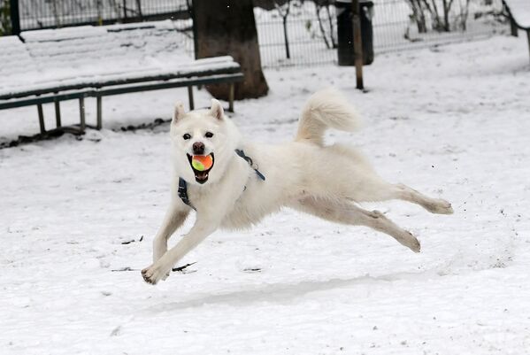 بازی سگ در برف، میلان - اسپوتنیک ایران  