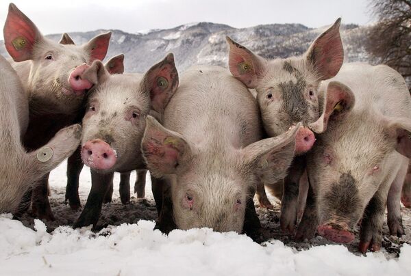 خوک‌ها در حال جستجوی غذا در زیر برف، سوئیس - اسپوتنیک ایران  