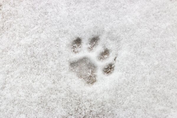 ردپای گربه در برف - اسپوتنیک ایران  