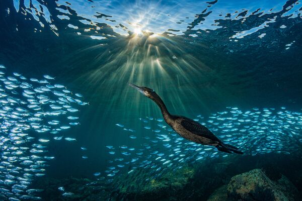  هنر عکاسی زیر آب - عکاس 
 Hannes Klostermann,
مسابقه Ocean Art Underwater Photo- 2019 - اسپوتنیک ایران  