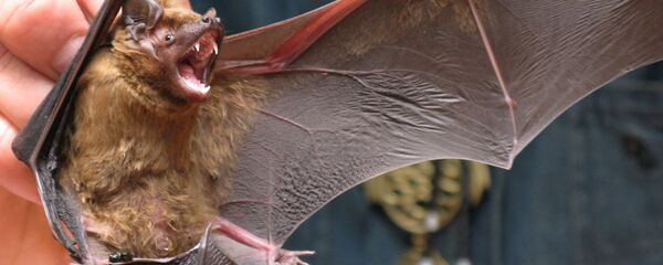 منبع احتمالی کرونا ویروس معرفی شد - اسپوتنیک ایران  