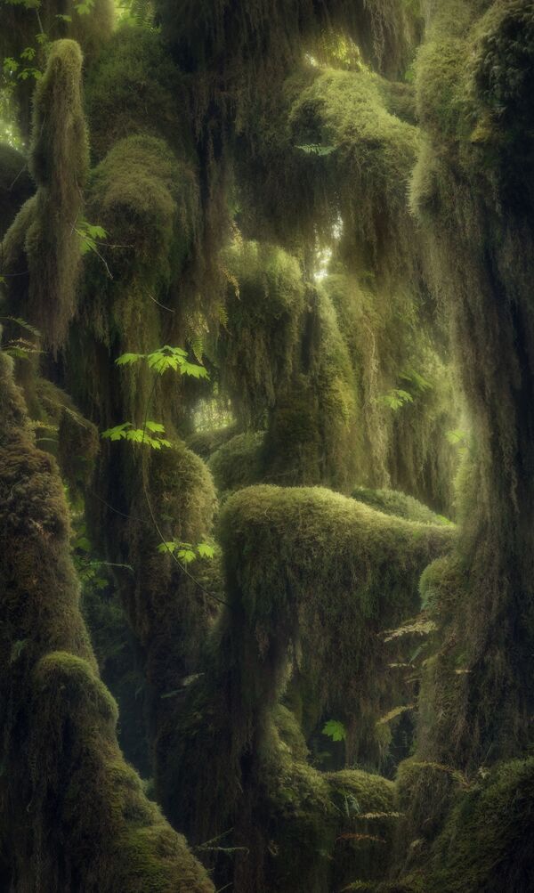عکسی از جنگل توسط عکاس کانادایی بلیک راندال که برنده مقام سوم شد - اسپوتنیک ایران  