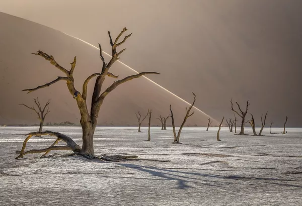 عکس Deadvlei از عکاس لهستانی توماس اسزپیلا عکس Deadvlei از عکاس لهستانی توماس اسزپیلا - اسپوتنیک ایران