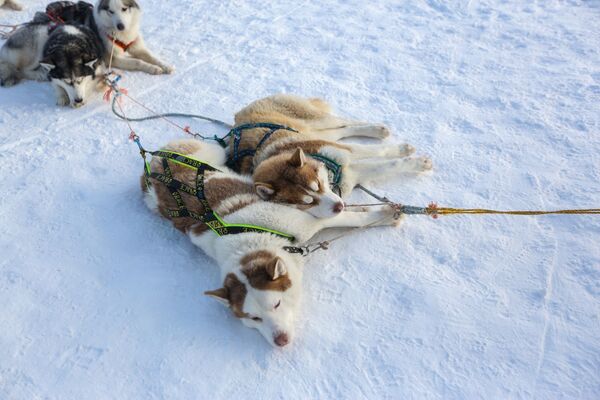 سگ های هاسکی در سیبری برای توریست ها در روسیه بسیار جذاب هستند  - اسپوتنیک ایران  