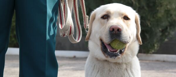 ایران برای شناسایی کرونا آموزش سگ های امداد را آغاز می کند ایران برای شناسایی کرونا آموزش سگ های امداد را آغاز می کند - اسپوتنیک ایران