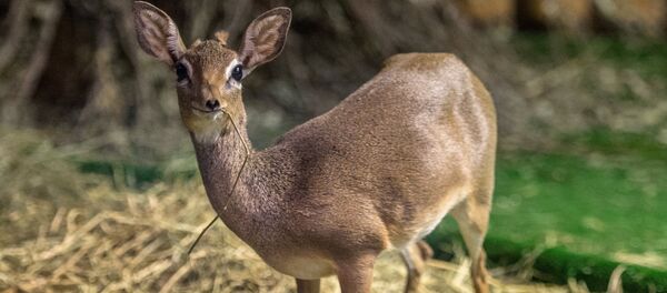 کوچکترین سم سان جهان در موزه ی تاریخ طبیعی محیط زیست کوچکترین سم سان جهان در موزه ی تاریخ طبیعی محیط زیست - اسپوتنیک ایران