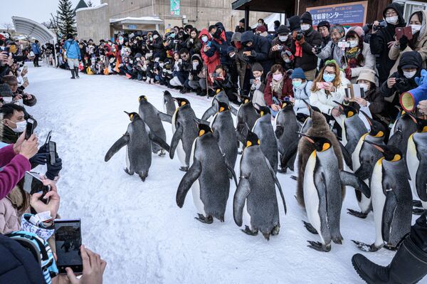 پنگوئن ها در باغ وحش آساهیاما در ژاپن - اسپوتنیک ایران  