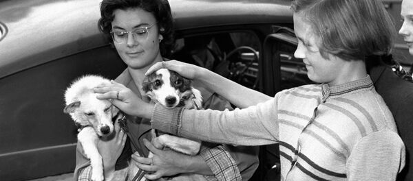 دختری در حال نوازش کردن بلکا و استرلکا - اسپوتنیک ایران  