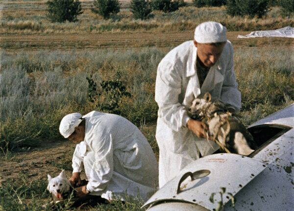 پزشکان شوروی پس از پایان پرواز، بلکا و استرلکا را از سفینه بیرون می آورند - اسپوتنیک ایران  