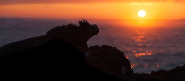 خطر گرما برای نوزادان و بانوان باردار چیست؟ خطر گرما برای نوزادان و بانوان باردار چیست؟ - اسپوتنیک ایران