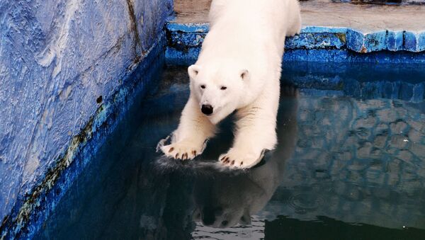 خرس های قطبی در پارک کراسنادار در روسیه - اسپوتنیک ایران  