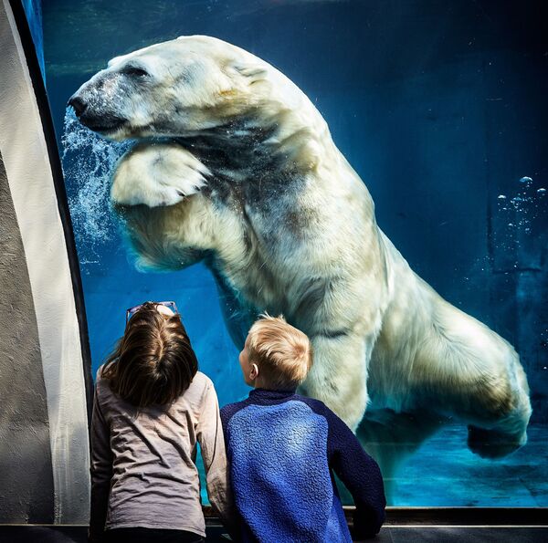 خرس قطبی در پارک - اسپوتنیک ایران  