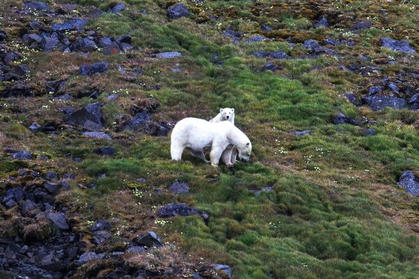 خرس های قطبی در پارک کراسنادار در روسیه - اسپوتنیک ایران  