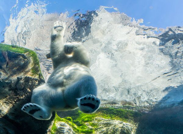 این بار خرس قطبی در کانادا - اسپوتنیک ایران  