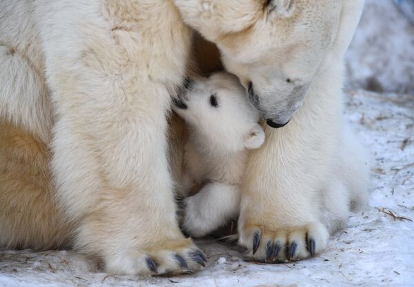 تولد خرس قطبی - اسپوتنیک ایران  