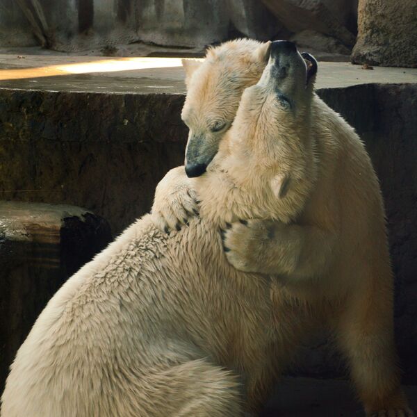خرس های قطبی در کتاب قرمز روسیه ثبت شدند - اسپوتنیک ایران  