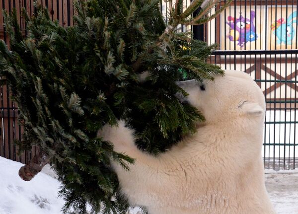 روز خرس قطبی در تاریخ 27 فوریه مبارک - اسپوتنیک ایران  