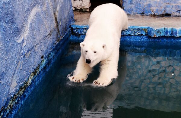 خرس قطبی در روسیه - اسپوتنیک ایران  