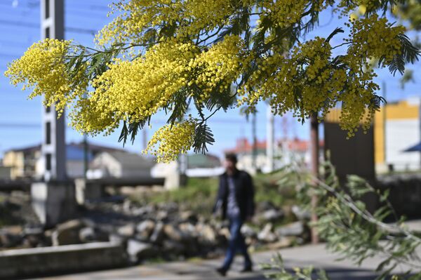 درختان شکوفای آکاسیا (میموزا) در سوچی - اسپوتنیک ایران  
