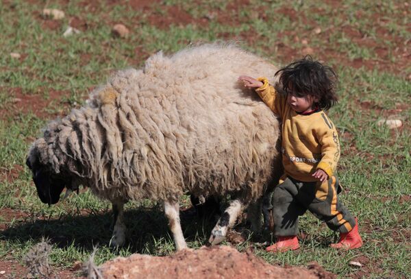 کودک سوری در حال بازی با گوسفند - اسپوتنیک ایران  