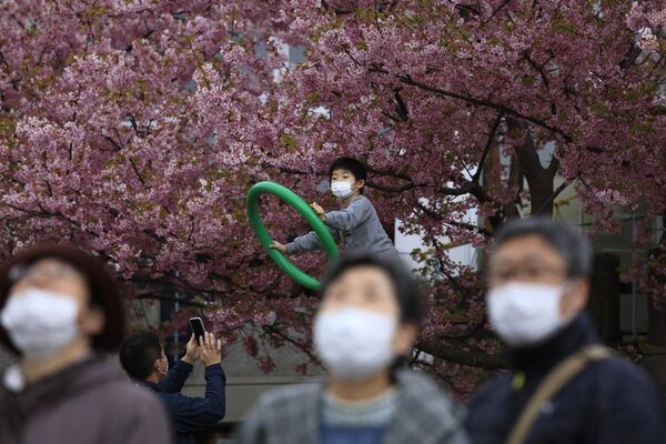 فستیوال شکوفا شدن در ختان گیلاس «ساکورا» در ژاپن - اسپوتنیک ایران  
