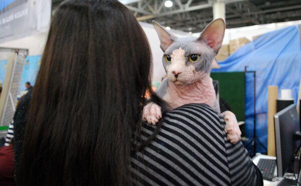 مسابقه زیباترین گربه در نمایشگاه گربه ها در مسکو برگزار گردید - اسپوتنیک ایران  