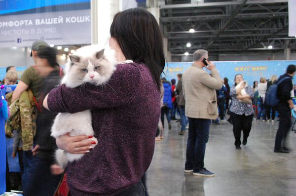 مسابقه زیباترین گربه در نمایشگاه گربه ها در مسکو برگزار گردید - اسپوتنیک ایران  